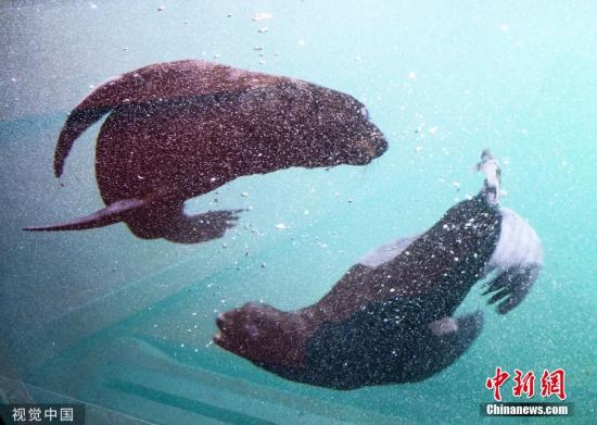 2019年7月17日，德国汉诺威，汉诺威动物园里两只海豹幼崽首次公开亮相。