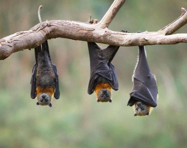 为什么人类的正常生活离不开蝙蝠？科学家：答案出乎意料