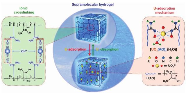 海南大学《先进材料》：超分子水凝胶高效吸附海水中的铀