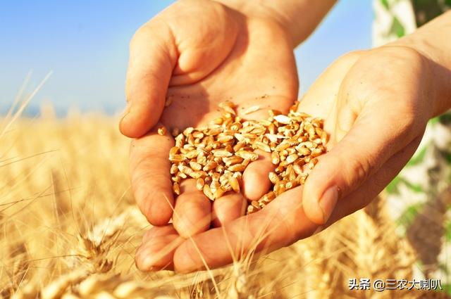 农民说小麦减产，专家却说今年丰收！该信谁的？最新价格行情