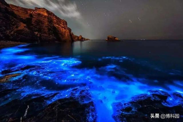 单细胞生物“甲藻”是如何照亮海洋的？夜晚蓝色的光芒很是迷人