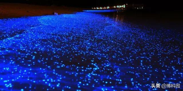 单细胞生物“甲藻”是如何照亮海洋的？夜晚蓝色的光芒很是迷人