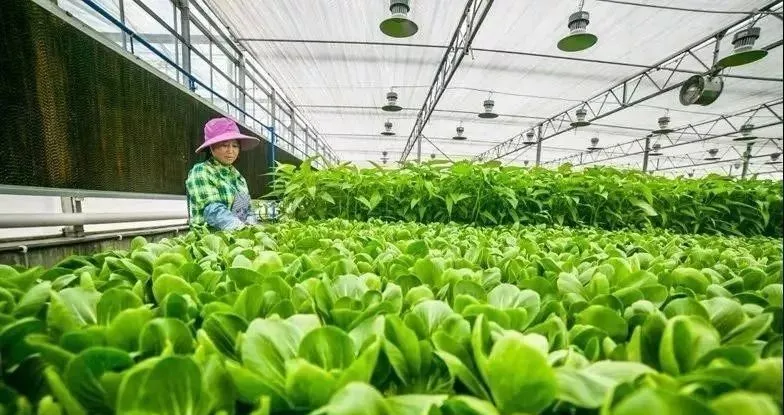 探索创意农业“中国方案”