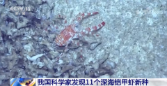 我国科学家发现11个深海铠甲虾新种